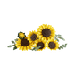 LEGO® Botanicals Sunflower Bouquet | 11502 - The Feisty Goblin Gamehouse -